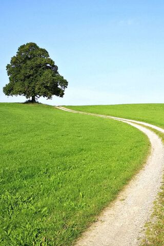 Path to Serenity 🌳✨