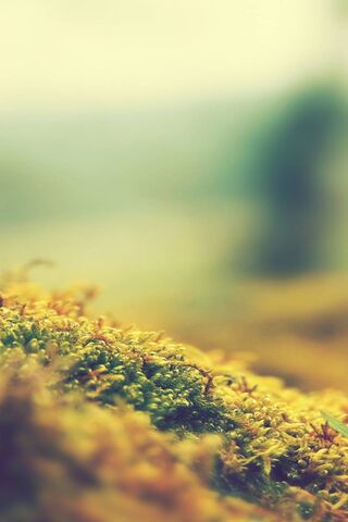 Whispers of Nature: A M..