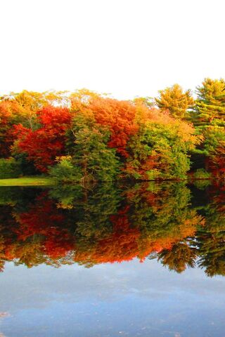 Fall Leaves