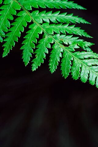 Lush Green Elegance: The Fern's Charm 🌿