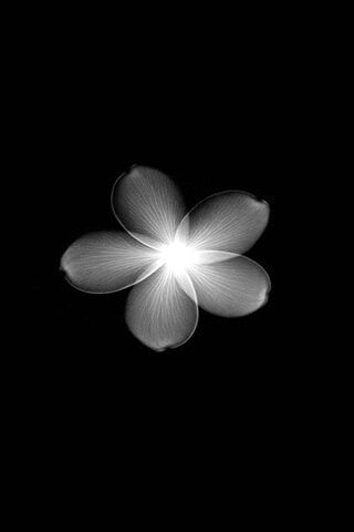 Ethereal Glow: The Plumeria's Essence