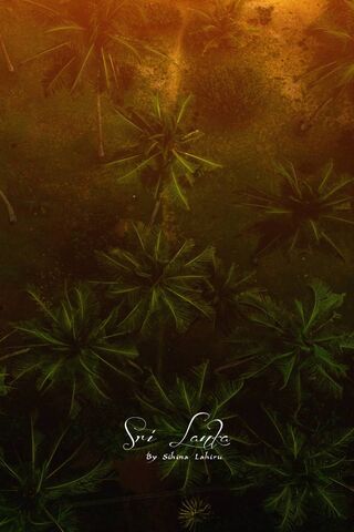 Tropical Dreams at Dusk..