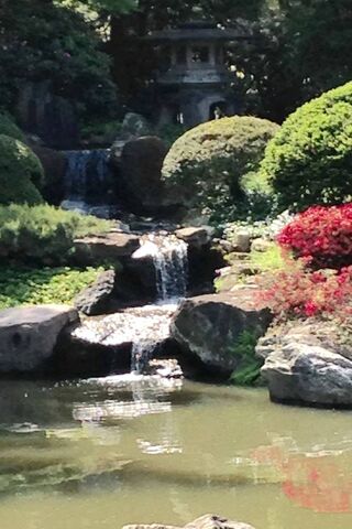 Serenity in the Back Yard 🌿💧
