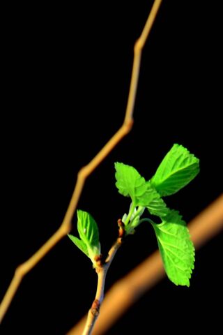Emerging Life: The Greenplant's Journey 🌱