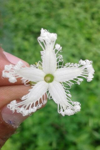 Whimsical White Wonder 🌼✨