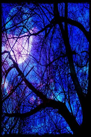 Mystical Night: A Backyard Dream 🌙✨