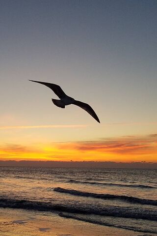 Soaring Serenity: A Seagull's Evening Flight