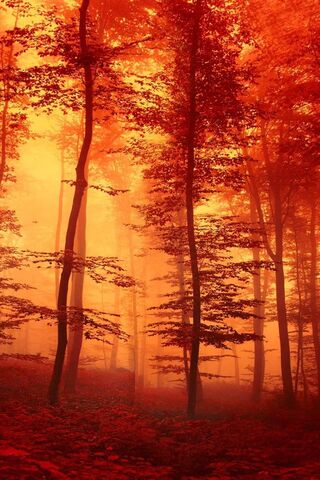 Whispers of Autumn: A Fiery Forest Escape 🍂🔥