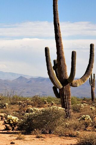 Saguaro Cactus