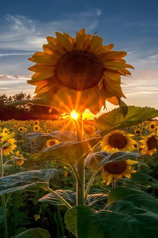 Golden Glow: Sunflower ..