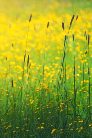Blossoms of Spring 🌼🌱