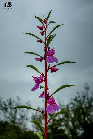 Nature's Elegant Blossom 🌸