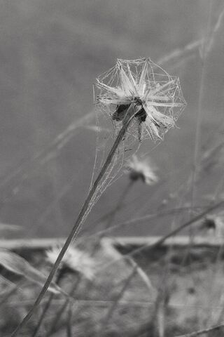 Whispers of the Wind: Dandelion Dreams
