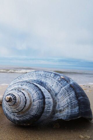 Nature's Treasure: A Shell's Journey