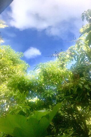Wild Plants