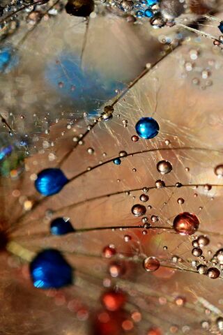 Dewdrops