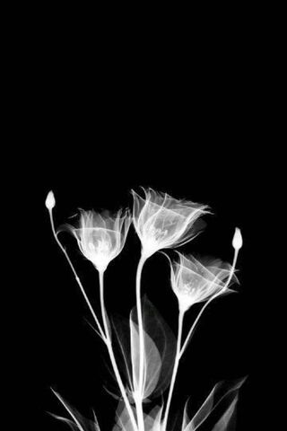 Ethereal Blooms: A Negative Perspective 🌸✨