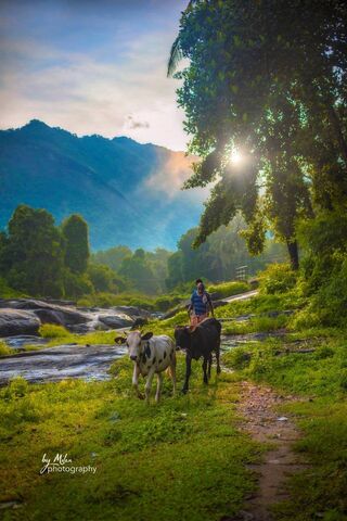 Serenity in Nature's Embrace 🌿🐄