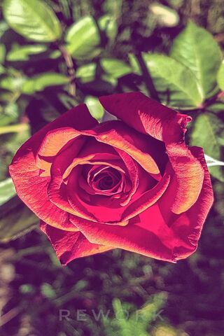 Radiant Rose: Nature's Masterpiece 🌹✨