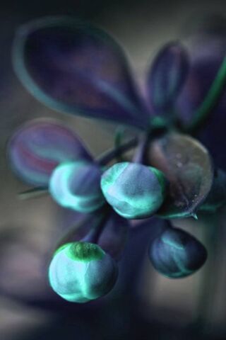 Enchanted Winter Blooms..