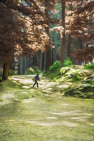 Journey to Serenity 🌲✨