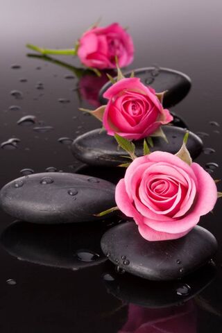 Spa Roses