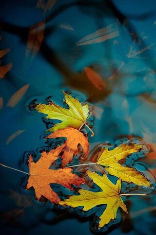 Autumn Leaves