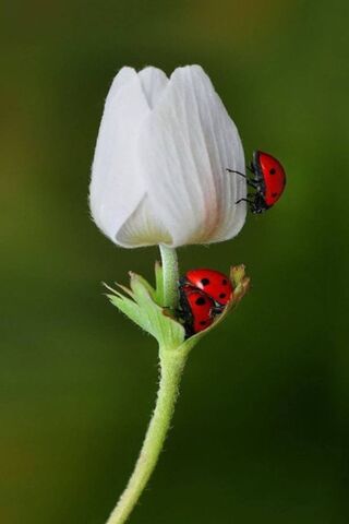 Tulip and Ladybugs