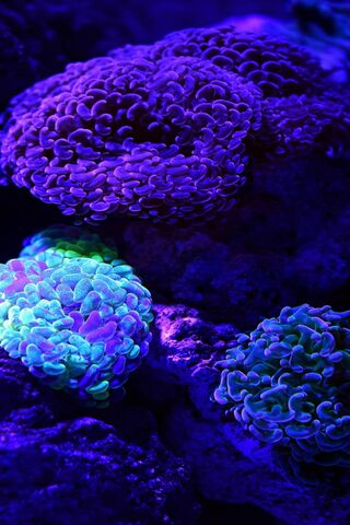 Corals