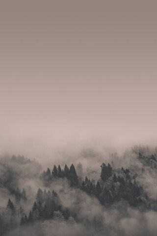 Whispers of the Misty Forest 🌲🌫️