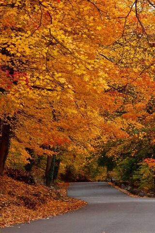 Autumn's Embrace on the Country Road 🍂🚶
