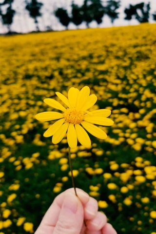 Golden Blooms: The Beauty of Girasol 🌼✨