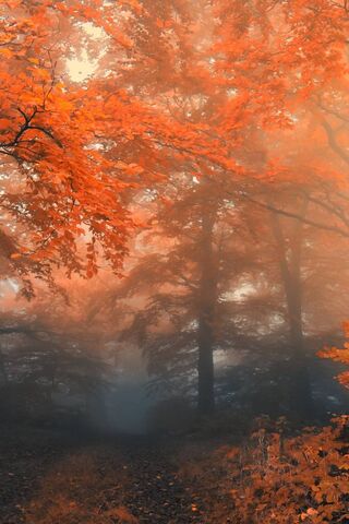 Bosque de otoño