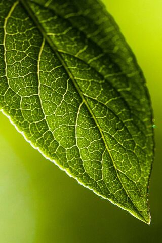 Nature's Veins: The Beauty of Green Leaves 🍃