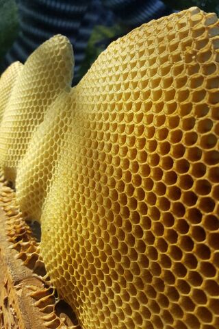 The Silent Honeycomb: A World Without Bees