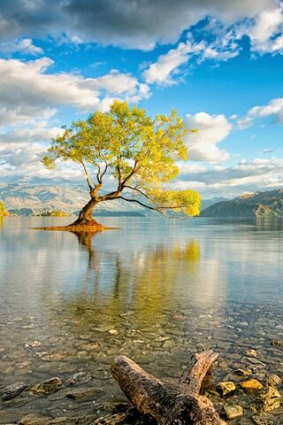 Lake and Tree