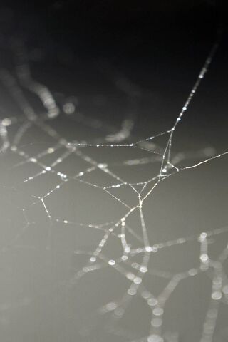 The Artistry of the Web..