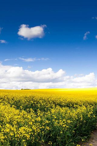 Golden Fields Under a Blue Sky 🌼☁️