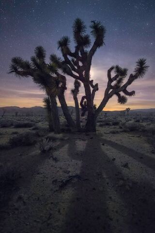 Desert Dreams: The Majestic Cactus of Arizona 🌵✨