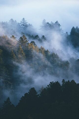 有薄雾的森林