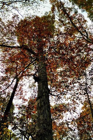 Oak Tree In The Fall