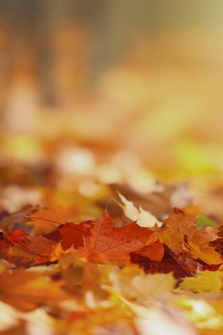 Autumn Bliss: A Cozy Leafy Embrace 🍂✨