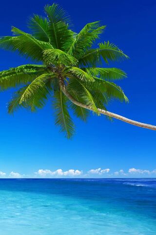 Paradise Awaits: A Trop..