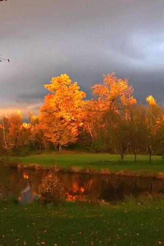 Golden Glow of Autumn 🍂✨