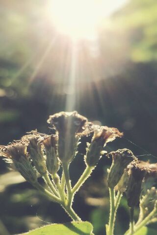 Awakening Blossoms 🌼✨