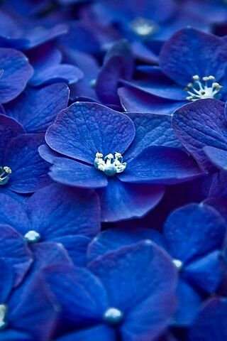 Mystical Blue Blooms 🌸✨