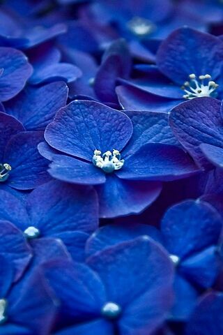 Blue Flower