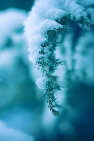 Winter's Embrace: The P..
