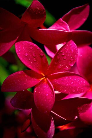 Dew-Kissed Blooms: Natu..