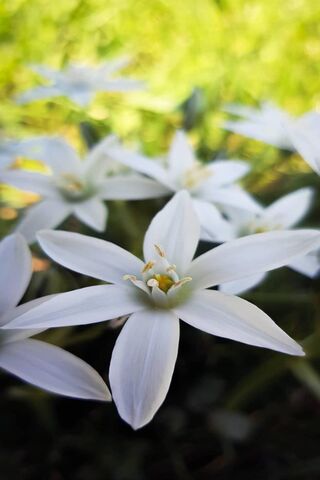 Whispers of Spring: The Delicate White Flower 🌼✨